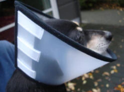 Flamingo Beschermkraag Capo 31,5cm 12 Flamingo Beschermkraag Capo 31,5cm -Royal Honden Aanbiedingen Winkel 4627affe9c43143bc0a913756295bd573060085411c59cf34d156ed39bcde702