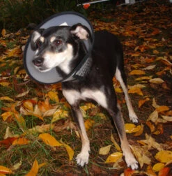 Flamingo Beschermkraag Capo 31,5cm 13 Flamingo Beschermkraag Capo 31,5cm -Royal Honden Aanbiedingen Winkel 7de486facebd1c50360a8963fe8fbb258e165e18ebbce23e466ab63927cea963