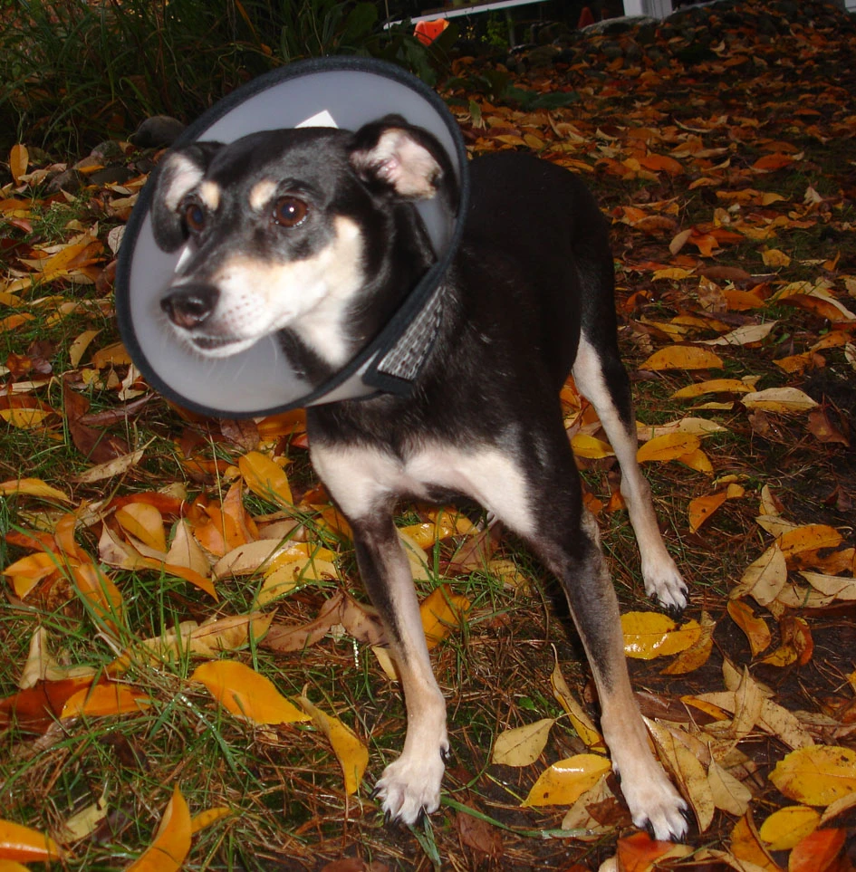 Flamingo Beschermkraag Capo 31,5cm 7 Flamingo Beschermkraag Capo 31,5cm - Afbeelding 7