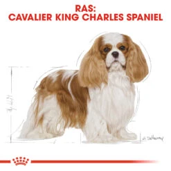 Royal Canin Cavalier King Charles Adult Hondenvoer 3kg 8 Royal Canin Cavalier King Charles Adult Hondenvoer 3kg -Royal Honden Aanbiedingen Winkel Royal Canin Cavalier King Charles NL 3