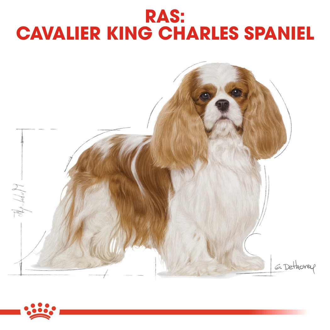 Royal Canin Cavalier King Charles Adult Hondenvoer 3kg 3 Royal Canin Cavalier King Charles Adult Hondenvoer 3kg - Afbeelding 3