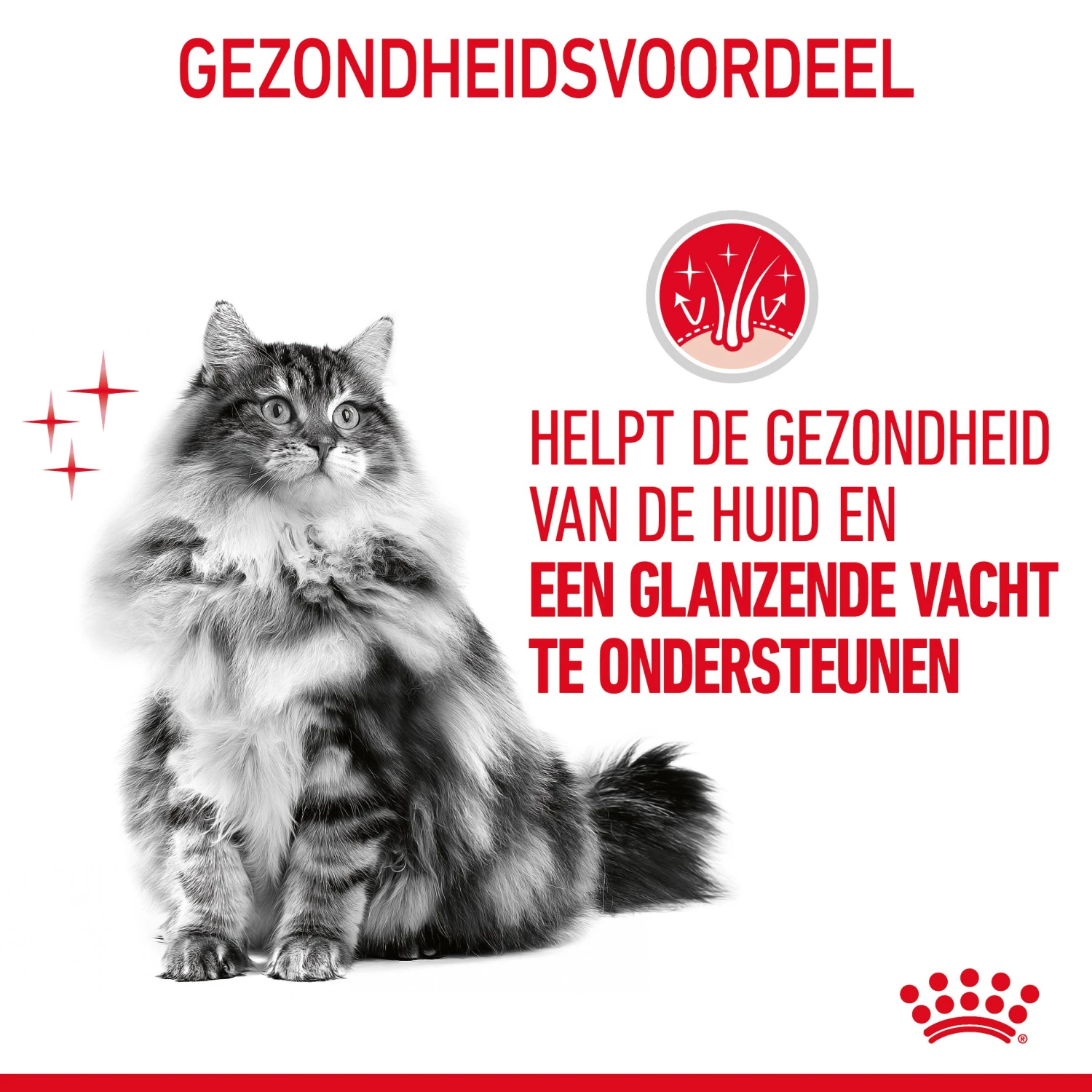 Royal Canin Hair & Skin Care Kattenvoer 4kg 7 Royal Canin Hair & Skin Care Kattenvoer 4kg - Afbeelding 7