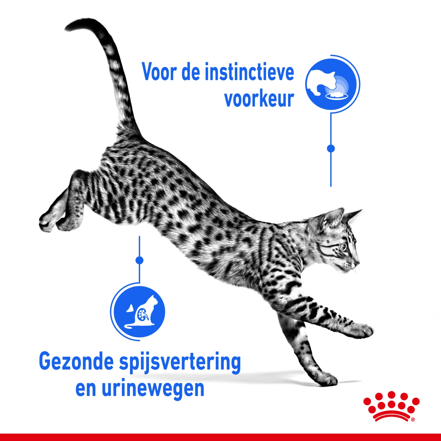Royal Canin Indoor Sterilised In Jelly Kattenvoer 12x85g 3 Royal Canin Indoor Sterilised In Jelly Kattenvoer 12x85g - Afbeelding 3