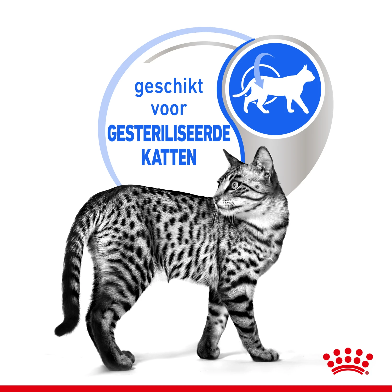 Royal Canin Indoor Sterilised In Jelly Kattenvoer 12x85g 4 Royal Canin Indoor Sterilised In Jelly Kattenvoer 12x85g - Afbeelding 4