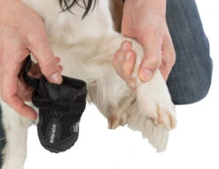 Trixie Pootbescherming Walker Active M 2st. -Royal Honden Aanbiedingen Winkel a9ed7403e7270fba9cbe0c569267f57bb704d33b769ec1a5458f95b1bf0c54e0