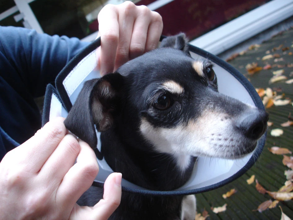 Flamingo Beschermkraag Capo 31,5cm 5 Flamingo Beschermkraag Capo 31,5cm - Afbeelding 5