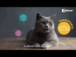 Royal Honden Aanbiedingen Winkel -Royal Honden Aanbiedingen Winkel hqdefault 9 8