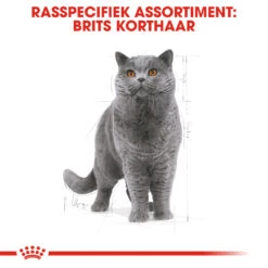 Royal Canin British Shorthair 10kg -Royal Honden Aanbiedingen Winkel rc fbn britishsh cv eretailkit 1 nl nl