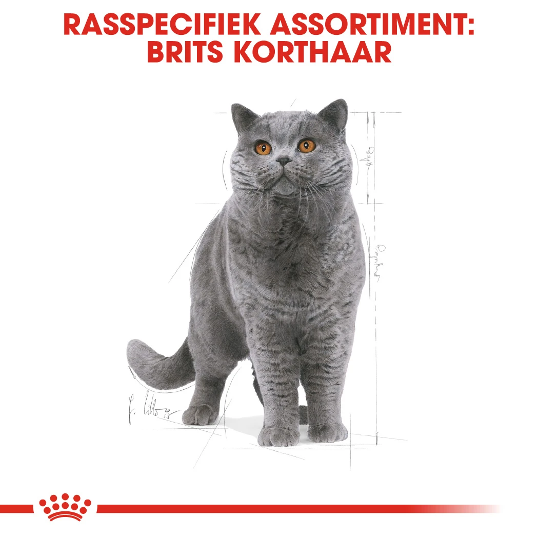 Royal Canin British Shorthair 34 - Kattenvoer - 4kg 4 Royal Canin British Shorthair 34 - Kattenvoer - 4kg - Afbeelding 4