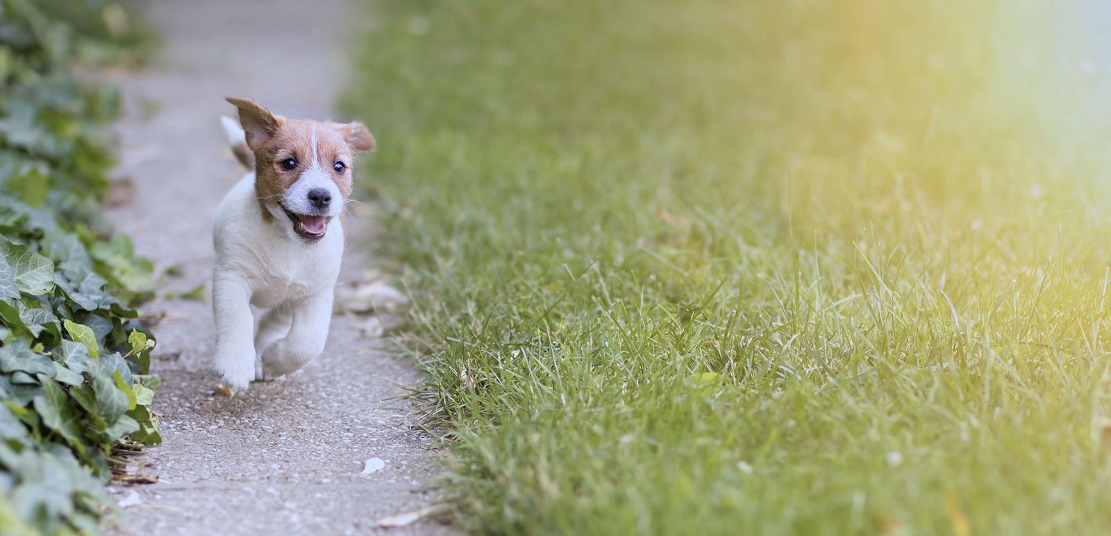 Royal Honden Aanbiedingen Winkel -Royal Honden Aanbiedingen Winkel running happy puppy puppod subscription 1600x773 1